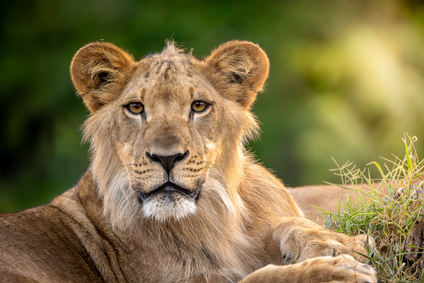 Young Male Lion Portrait by Jarron B Peters