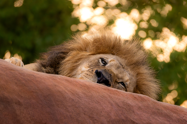 Adult Male Lion Portrait by Jarron B Peters