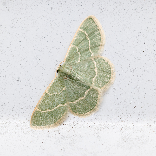 Blackberry Looper Moth Portrait 1 by Jarron B Peters