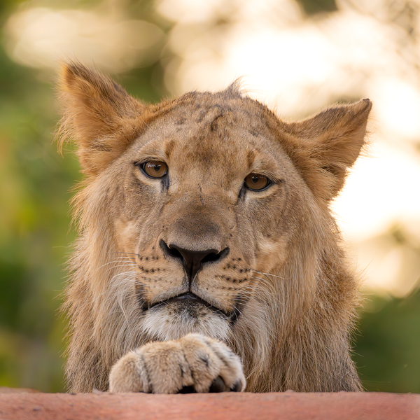 Young Male Lion Portrait by Jarron B Peters