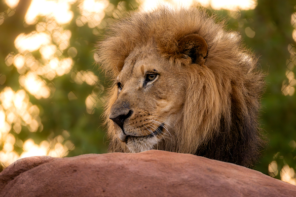 Adult Male Lion Portrait by Jarron B Peters
