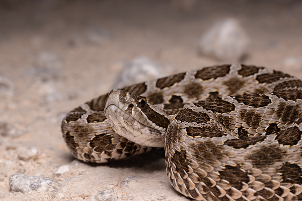 Western Massasauga Rattlesnake Portrait 4 by Jarron B Peters