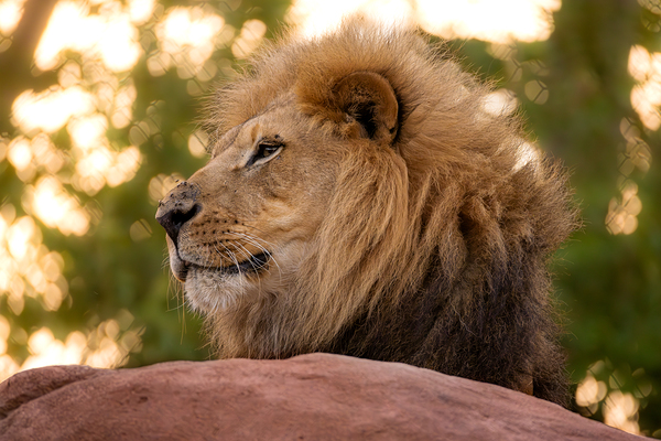 Adult Male Lion Portrait by Jarron B Peters