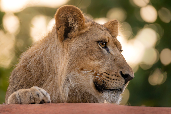 Young Male Lion Portrait by Jarron B Peters
