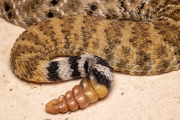 Western Diamond-Backed Rattlesnake Crotalus atrox Portrait by Jarron B Peters