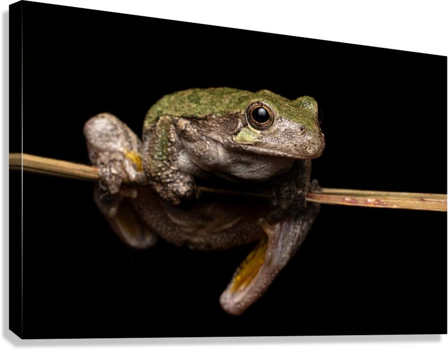 Gray Treefrog Complex Portrait 1 Canvas Print