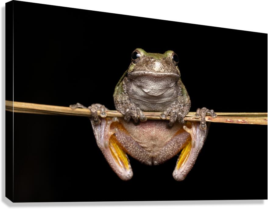 Gray Treefrog Complex Portrait 3 Canvas Print