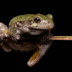 Gray Treefrog Complex Portrait 1