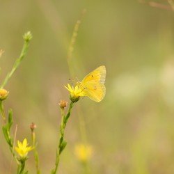 Orange Sulphur Butterfly Portrait 2