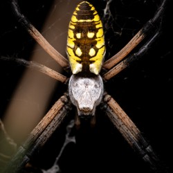 Yellow Garden Spider Portrait 1