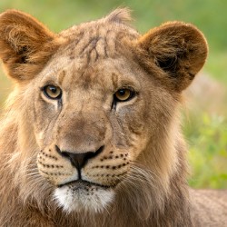 Young Male Lion Portrait