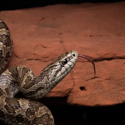 Prairie Kingsnake Portrait 1