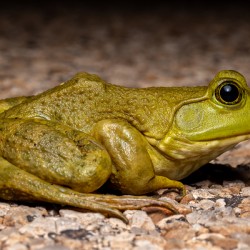 American Bullfrog Portrait 1