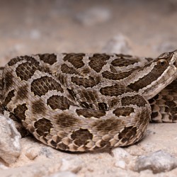 Western Massasauga Rattlesnake Portrait 3