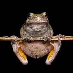 Gray Treefrog Complex Portrait 3