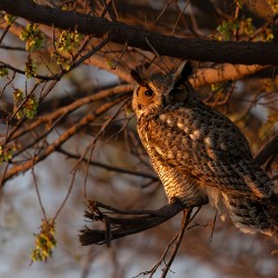 Great Horned Owl Portrait 1