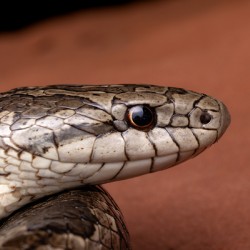 Prairie Kingsnake Portrait 2