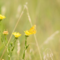 Orange Sulphur Butterfly Portrait 1