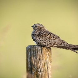 Common Nighthawk Portrait 2