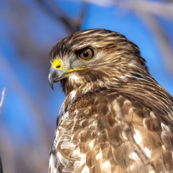 Immature Red Shouldered Hawk Portrait 2