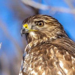 Immature Red Shouldered Hawk Portrait 3