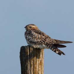 Common Nighthawk Portrait 1