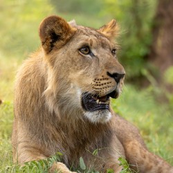 Young Male Lion Portrait