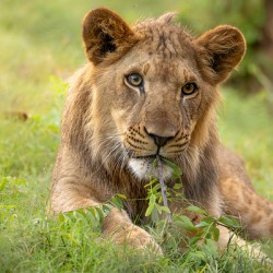 Young Male Lion Portrait
