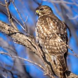 Immature Red Shouldered Hawk Portrait 1