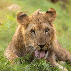 Young Male Lion Portrait