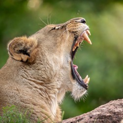 Young Male Lion Portrait