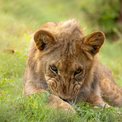 Young Male Lion Portrait