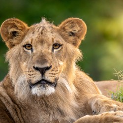 Young Male Lion Portrait