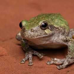 Gray Treefrog Complex Portrait 2