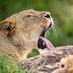 Young Male Lion Portrait