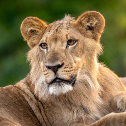Young Male Lion Portrait