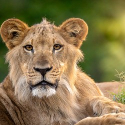 Young Male Lion Portrait