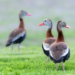 Black Bellied Whistling Duck Portrait 3