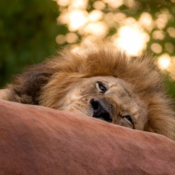 Adult Male Lion Portrait