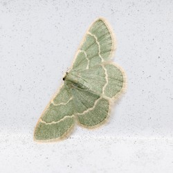 Blackberry Looper Moth Portrait 1