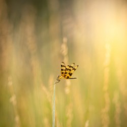 Halloween Pennant Dragonfly Portrait 1