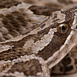 Western Massasauga Rattlesnake Portrait 1