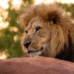 Adult Male Lion Portrait