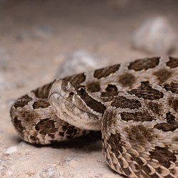 Western Massasauga Rattlesnake Portrait 4