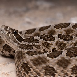 Western Massasauga Rattlesnake Portrait 2