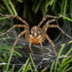 Common House Spider Portrait 1