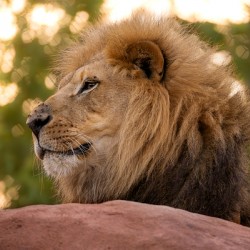 Adult Male Lion Portrait