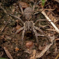 Wolf Spider Portrait 1