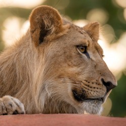 Young Male Lion Portrait