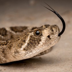 Western Diamond-Backed Rattlesnake Crotalus atrox Portrait